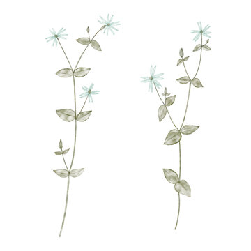 watercolor drawing wild plants, Stellaria media, chickweed flowers, hand drawn illustration