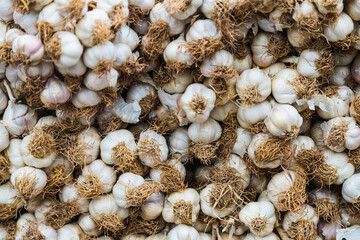  Fresh  garlic variety grown in the shop. Tasty and healthy food