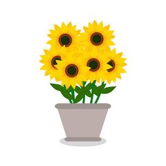 sunflower in a flowerpot