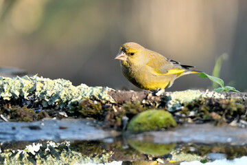  verderón europeo o verderón común​ (Chloris chloris)​ Málaga Andalucía España