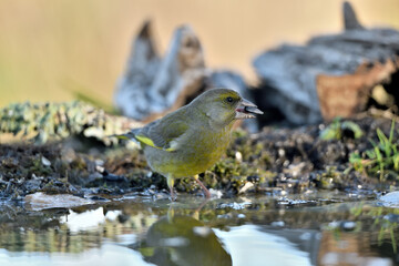  verderón europeo o verderón común​ (Chloris chloris)​ Málaga Andalucía España