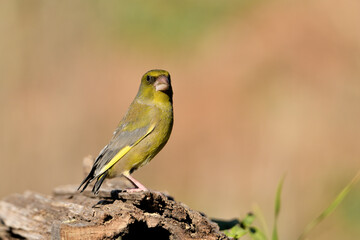 verderón europeo o verderón común macho posado en el suelo sobre un viejo tronco con fondos ocres y verdes (Chloris chloris) Málaga Andalucía España	