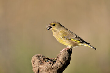 verderón europeo o verderón común hembra posada en un tronco seco y comiendo semillas (Chloris chloris) Málaga Andalucía España	