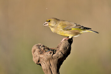 Obraz premium verderón europeo o verderón común hembra posada en un tronco seco y comiendo semillas (Chloris chloris) Málaga Andalucía España 