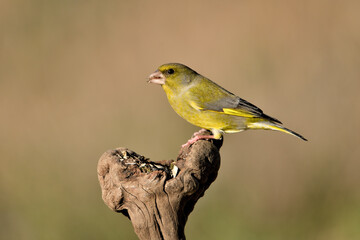 verderón europeo o verderón común macho posado en un tronco seco y comiendo semillas (Chloris chloris) Málaga Andalucía España	