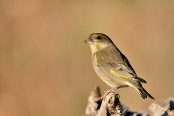  verderón europeo o verderón común​​ posado en una rama (Chloris chloris) Málaga Andalucía...