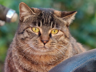 Close up of striped gray tabby cat with yellow eyes in sunny day, homeless fluffy cat stay outside in cold winter day.