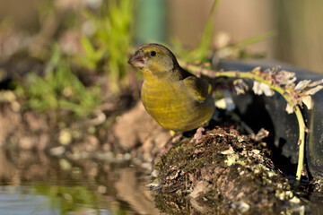  verderón europeo o verderón común​ en el suelo del bosque (Chloris chloris)​ Málaga Andalucía España