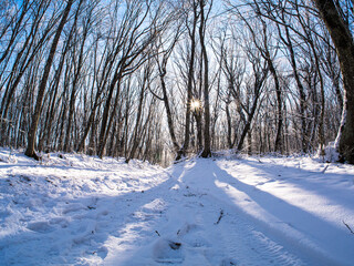 path in winter forest