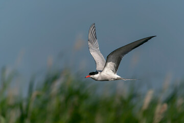 Common Tern (Sterna hirundo) in flight. Gelderland in the Netherlands.                     