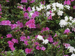 a blooming pink rhododendron flowers in a garden in spring