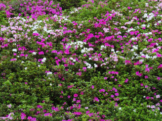 Obraz premium a blooming pink rhododendron flowers in a garden in spring