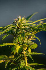 Flower bud of cannabis Satival in the greenhouse, marijuana flower bud background, herbal medicine