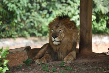 male lion in the zoo