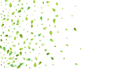 Leaves Green Falling Flying Foliage Leaf Tea Mint