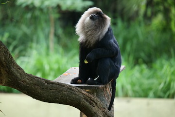 Naklejka premium Lion Tailed Macaque in Zoo