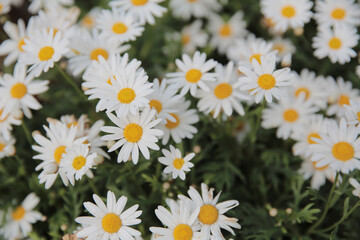 a White daisy flowers on green leaves background