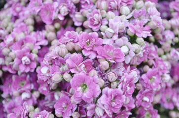 a nature concept, the flower at the garden