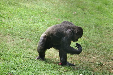 Silver Back Gorilla Eating Food