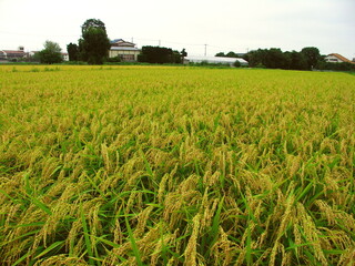 郊外の夏の豊作の田んぼ風景