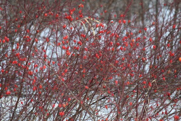 Red rose hips in winter