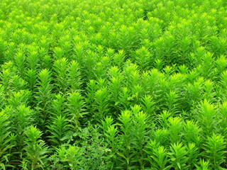 夏の野原の背高泡立ち草