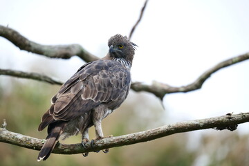 Fototapeta premium Changeable hawk Eagle