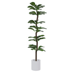 3D Fiddle leaf fig plant in the pot on white background. 3D rendering