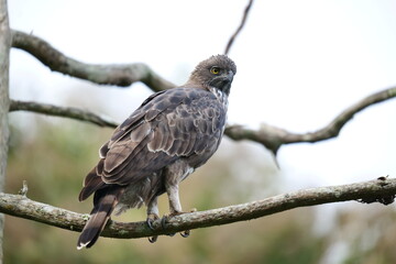 Changeable hawk Eagle