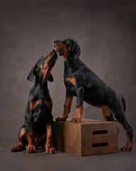 two doberman puppies are sitting and plays. Dog on a brown canvas background in studio