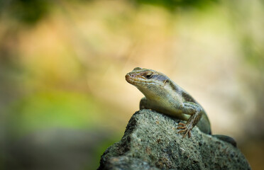 Obraz premium Lizzard