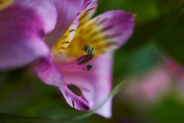 close-up of a bud of a beautiful delicate brindle lilac-colored Alstroemeria with a yellow center. beautiful floral background. partially out of focus