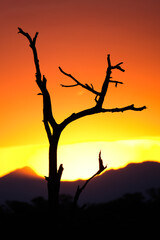 Fototapeta na wymiar Sunset in Africa