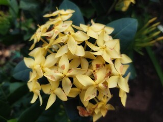 yellow flower in the garden