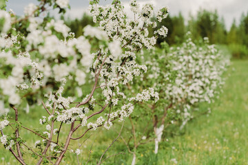 Apple blossoms in spring. Nature comes to life. The bee collects pollen from the flowers of the tree. Blooming time in spring. Change of weather and seasons. Apple garden alley with flowers