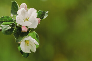 Apple blossoms in spring. Nature comes to life. The bee collects pollen from the flowers of the tree. Blooming time in spring. Change of weather and seasons. Apple garden alley with flowers