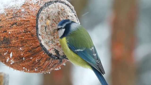 blue tit bird feeding birdfeeder fly away Cyanistes caeruleus winter scene natural world norway