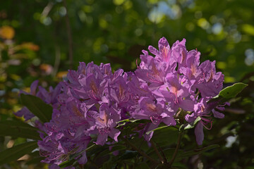bright pink  rhododendron flowers, selective focus in the spring forest