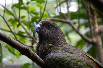 Kea - New Zealand native bird