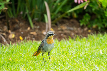 Cape robin chat (Cossypha caffra) adult bird on the green grass in a garden in South Africa