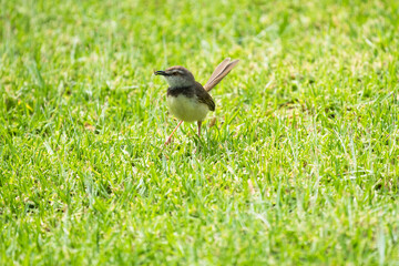 Black chested prinia (Prinia flavicans) female bird in breeding plumage with an insect in her beak on green grass in South Africa