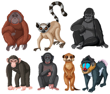 Set of ape animals