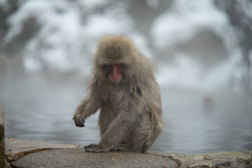 japanese macaque in the snow