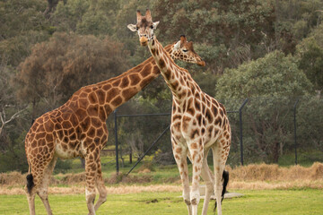 Giraffes on savannah 