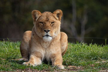 Fototapeta na wymiar Lioness on lookout
