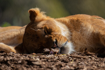 Lioness sleeping
