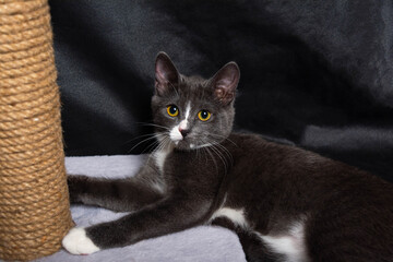 black and white playful cat lies near the scratching post and looks playfully