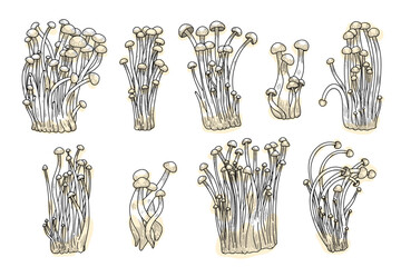 Set of enoki mushrooms. Gourmet vector illustration hand drawn, family of edible mushrooms, Asian traditional cuisine, healthy organic food, vegetarian food, fresh fungus © Arhipteia