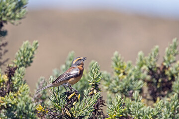 Cinnamon Warbling Finch, male perched, Valdes Peninsula, Chubut, Argentina.