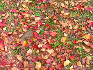 公園の庭に散った桜の枯れ葉